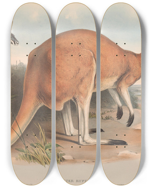 Triptych art skateboard deck of John Gould The Mammals Of Australia Pl043 by John Gould (1804-1881)
