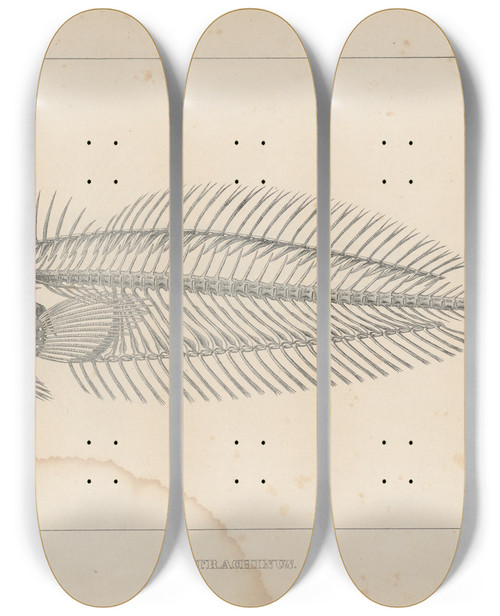 Triptych art skateboard deck of Louis Agassiz Recherches Sur Les Poissons Fossiles Pl340 by Louis Agassiz (1807-1873)