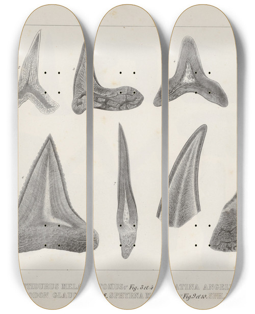 Triptych art skateboard deck of Louis Agassiz Recherches Sur Les Poissons Fossiles Pl267 by Louis Agassiz (1807-1873)