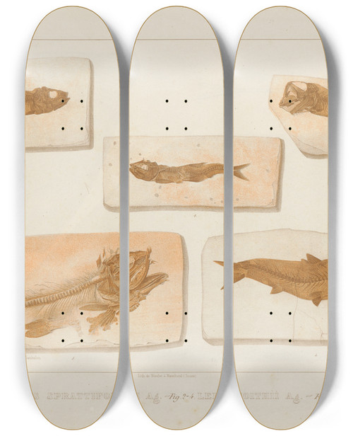 Triptych art skateboard deck of Louis Agassiz Recherches Sur Les Poissons Fossiles Pl227 by Louis Agassiz (1807-1873)