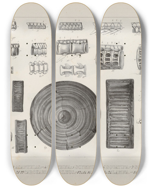 Triptych art skateboard deck of Louis Agassiz Recherches Sur Les Poissons Fossiles Pl326 by Louis Agassiz (1807-1873)