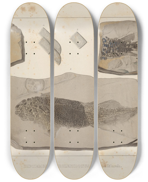 Triptych art skateboard deck of Louis Agassiz Recherches Sur Les Poissons Fossiles Pl122 by Louis Agassiz (1807-1873)