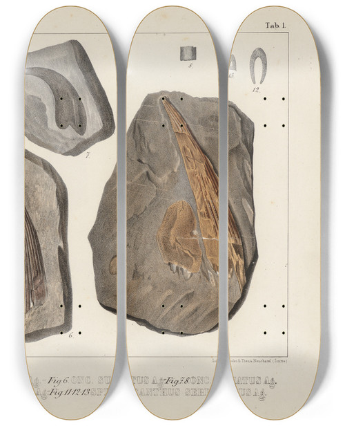 Triptych art skateboard deck of Louis Agassiz Recherches Sur Les Poissons Fossiles Pl273 by Louis Agassiz (1807-1873)