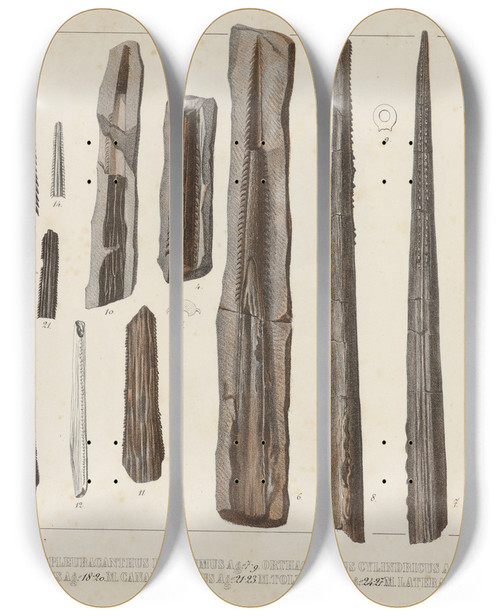 Triptych art skateboard deck of Louis Agassiz Recherches Sur Les Poissons Fossiles Pl333 by Louis Agassiz (1807-1873)