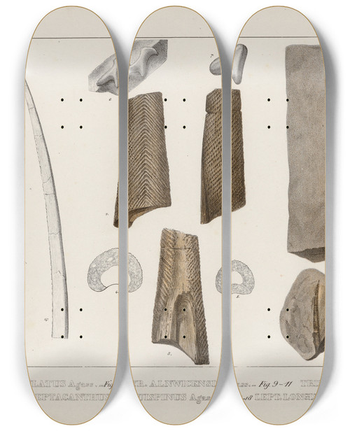 Triptych art skateboard deck of Louis Agassiz Recherches Sur Les Poissons Fossiles Pl274 by Louis Agassiz (1807-1873)