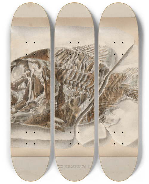 Triptych art skateboard deck of Louis Agassiz Recherches Sur Les Poissons Fossiles Pl362 by Louis Agassiz (1807-1873)