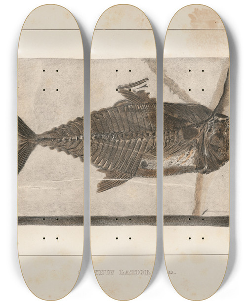 Triptych art skateboard deck of Louis Agassiz Recherches Sur Les Poissons Fossiles Pl039 by Louis Agassiz (1807-1873)