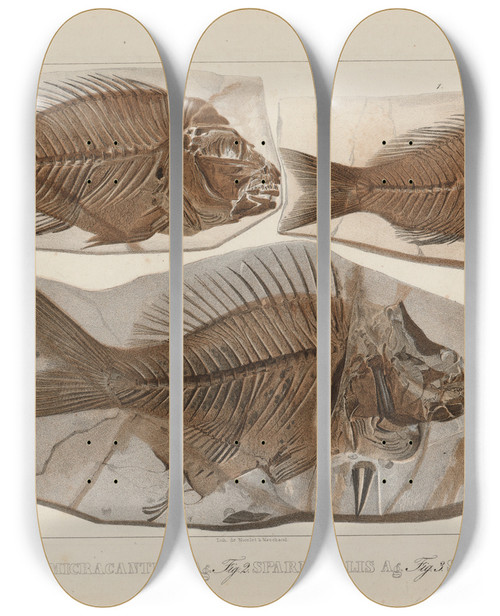 Triptych art skateboard deck of Louis Agassiz Recherches Sur Les Poissons Fossiles Pl379 by Louis Agassiz (1807-1873)
