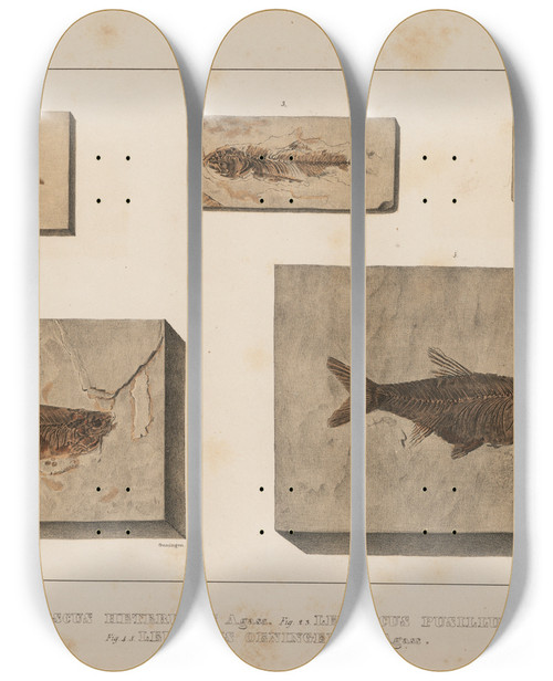 Triptych art skateboard deck of Louis Agassiz Recherches Sur Les Poissons Fossiles Pl081 by Louis Agassiz (1807-1873)