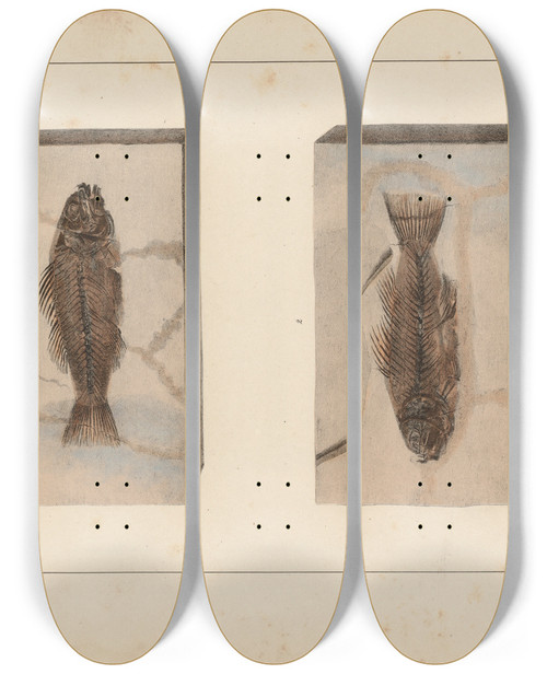 Triptych art skateboard deck of Louis Agassiz Recherches Sur Les Poissons Fossiles Pl372 by Louis Agassiz (1807-1873)