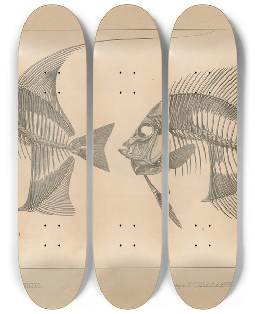 Triptych art skateboard deck of Louis Agassiz Recherches Sur Les Poissons Fossiles Pl342 by Louis Agassiz (1807-1873)
