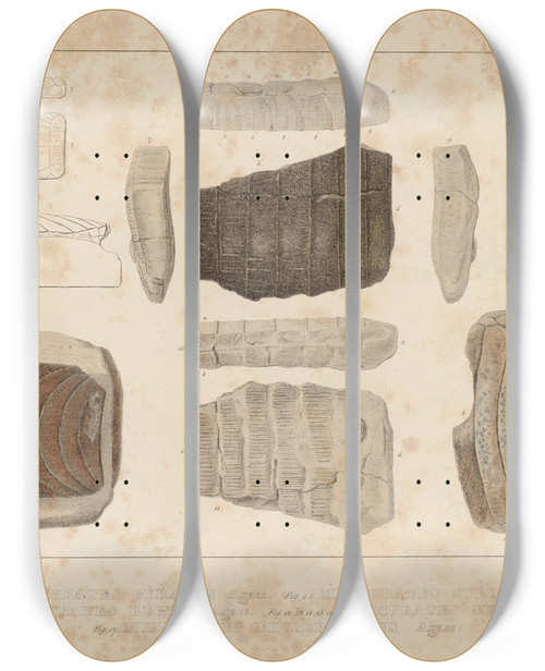 Triptych art skateboard deck of Louis Agassiz Recherches Sur Les Poissons Fossiles Pl334 by Louis Agassiz (1807-1873)