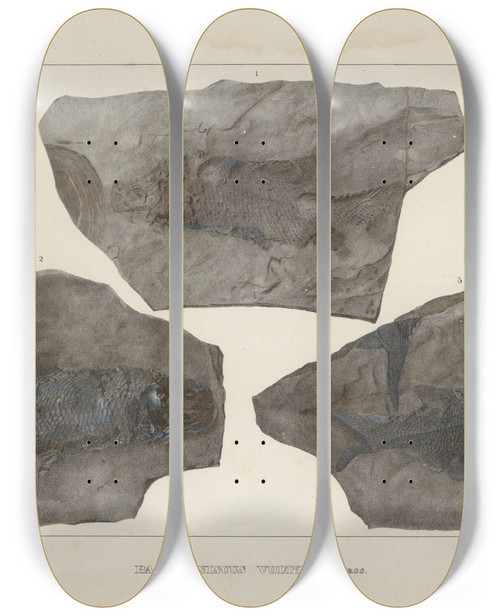 Triptych art skateboard deck of Louis Agassiz Recherches Sur Les Poissons Fossiles Pl131 by Louis Agassiz (1807-1873)
