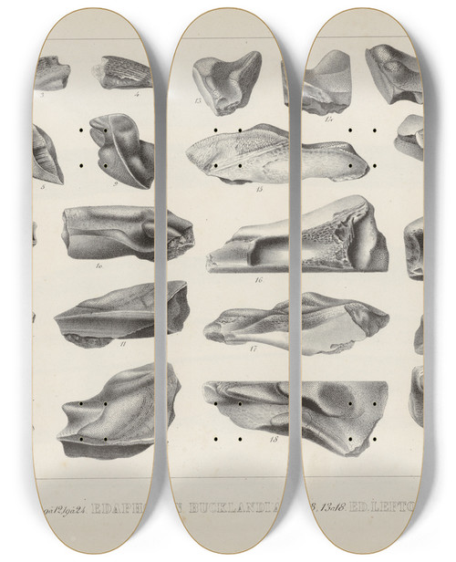 Triptych art skateboard deck of Louis Agassiz Recherches Sur Les Poissons Fossiles Pl328 by Louis Agassiz (1807-1873)