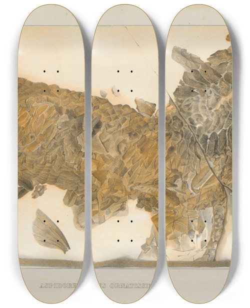Triptych art skateboard deck of Louis Agassiz Recherches Sur Les Poissons Fossiles Pl202 by Louis Agassiz (1807-1873)