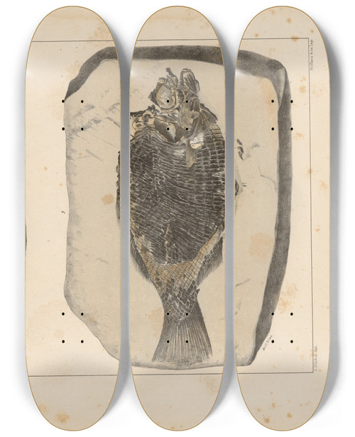 Triptych art skateboard deck of Louis Agassiz Recherches Sur Les Poissons Fossiles Pl151 by Louis Agassiz (1807-1873)