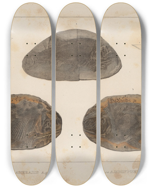Triptych art skateboard deck of Louis Agassiz Recherches Sur Les Poissons Fossiles Pl127 by Louis Agassiz (1807-1873)