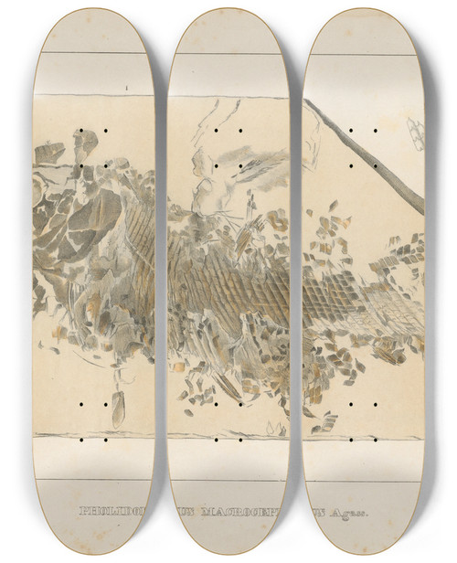 Triptych art skateboard deck of Louis Agassiz Recherches Sur Les Poissons Fossiles Pl193 by Louis Agassiz (1807-1873)