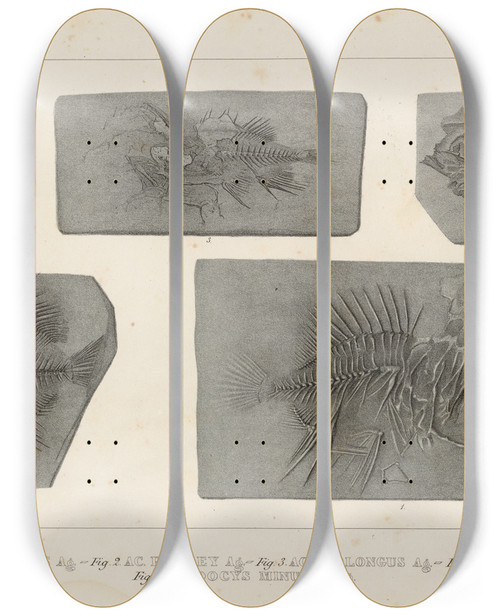 Triptych art skateboard deck of Louis Agassiz Recherches Sur Les Poissons Fossiles Pl368 by Louis Agassiz (1807-1873)