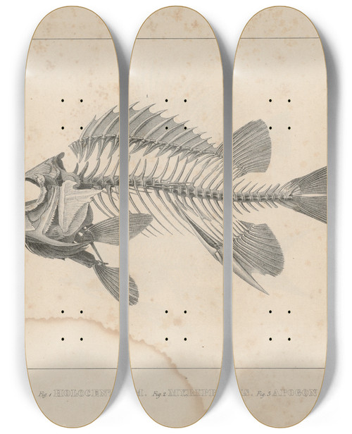 Triptych art skateboard deck of Louis Agassiz Recherches Sur Les Poissons Fossiles Pl337 by Louis Agassiz (1807-1873)