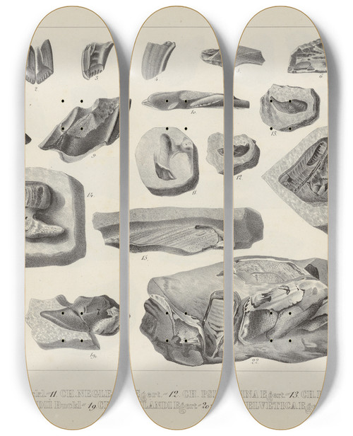 Triptych art skateboard deck of Louis Agassiz Recherches Sur Les Poissons Fossiles Pl327 by Louis Agassiz (1807-1873)
