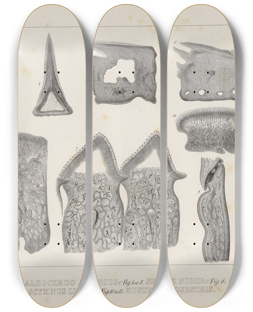 Triptych art skateboard deck of Louis Agassiz Recherches Sur Les Poissons Fossiles Pl268 by Louis Agassiz (1807-1873)