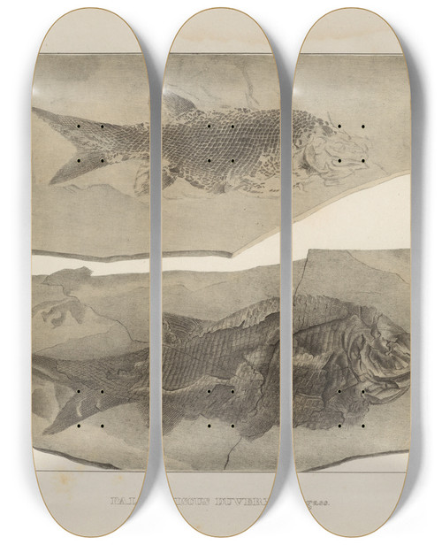 Triptych art skateboard deck of Louis Agassiz Recherches Sur Les Poissons Fossiles Pl132 by Louis Agassiz (1807-1873)