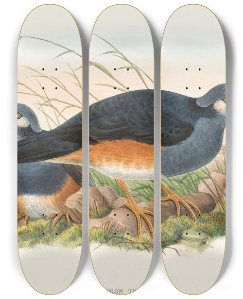 Triptych art skateboard deck of John Gould The Birds Of New Guinea And The Adjacent Papuan Islands Pl62 by John Gould (1804-1881)