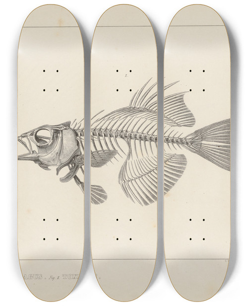 Triptych art skateboard deck of Louis Agassiz Recherches Sur Les Poissons Fossiles Pl343 by Louis Agassiz (1807-1873)