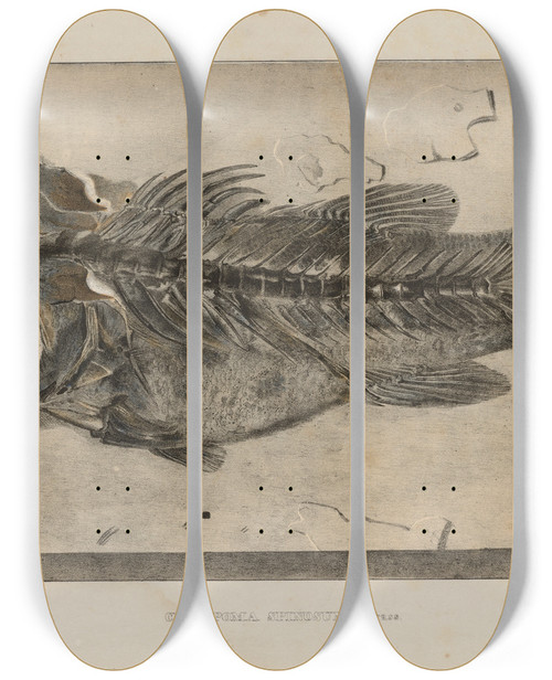 Triptych art skateboard deck of Louis Agassiz Recherches Sur Les Poissons Fossiles Pl347 by Louis Agassiz (1807-1873)