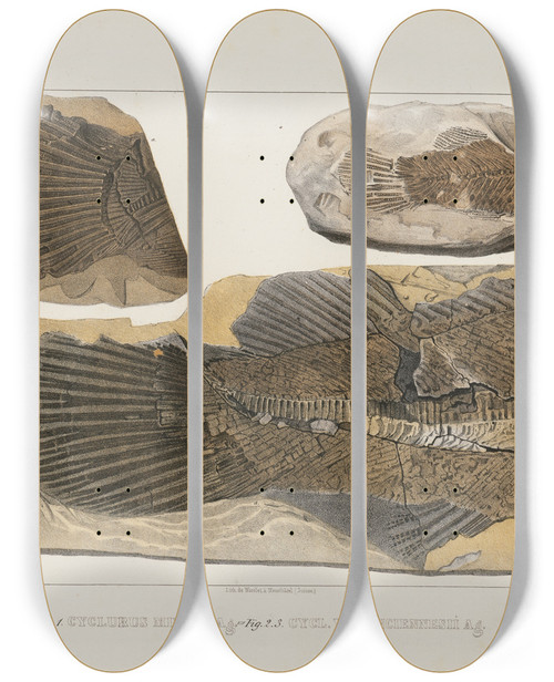 Triptych art skateboard deck of Louis Agassiz Recherches Sur Les Poissons Fossiles Pl077 by Louis Agassiz (1807-1873)