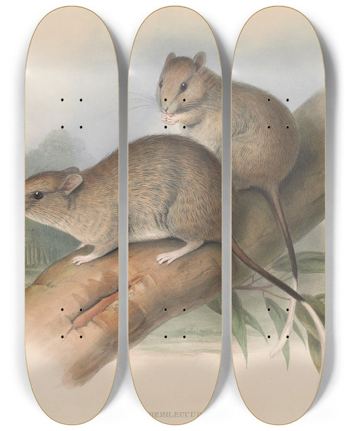 Triptych art skateboard deck of John Gould The Mammals Of Australia Pl109 by John Gould (1804-1881)
