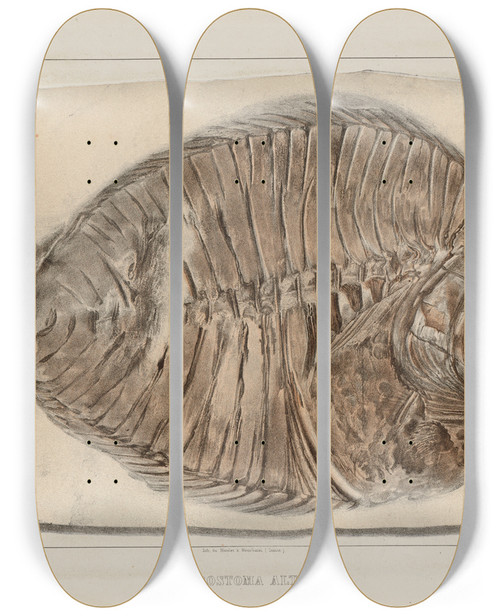 Triptych art skateboard deck of Louis Agassiz Recherches Sur Les Poissons Fossiles Pl380 by Louis Agassiz (1807-1873)