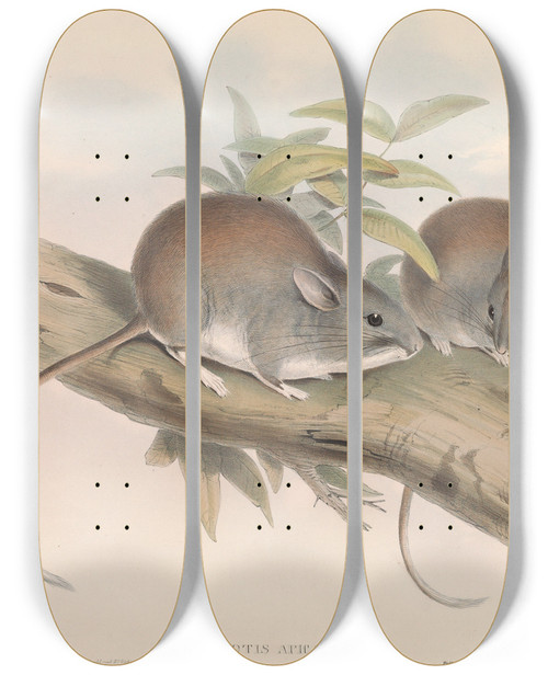 Triptych art skateboard deck of John Gould The Mammals Of Australia Pl108 by John Gould (1804-1881)