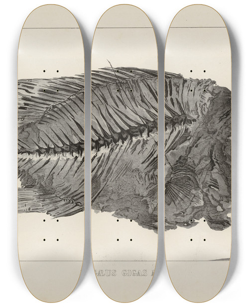 Triptych art skateboard deck of Louis Agassiz Recherches Sur Les Poissons Fossiles Pl371 by Louis Agassiz (1807-1873)