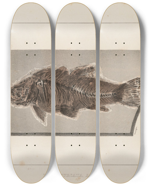 Triptych art skateboard deck of Louis Agassiz Recherches Sur Les Poissons Fossiles Pl076 by Louis Agassiz (1807-1873)