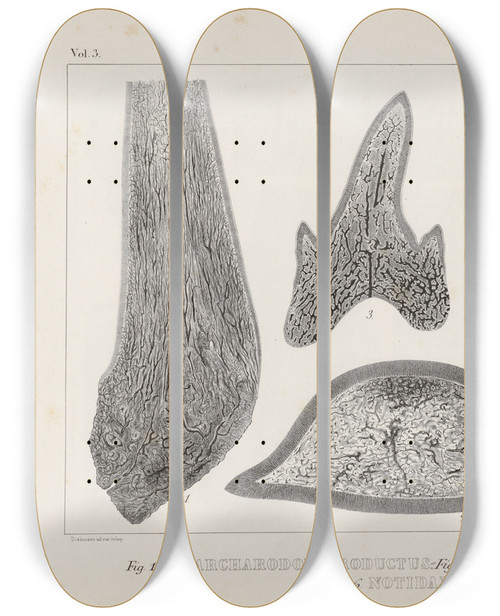 Triptych art skateboard deck of Louis Agassiz Recherches Sur Les Poissons Fossiles Pl270 by Louis Agassiz (1807-1873)