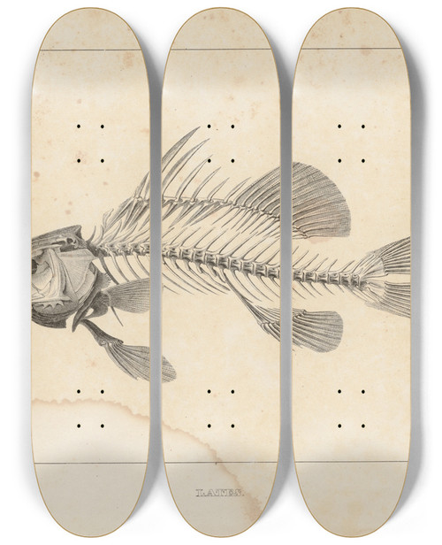 Triptych art skateboard deck of Louis Agassiz Recherches Sur Les Poissons Fossiles Pl336 by Louis Agassiz (1807-1873)