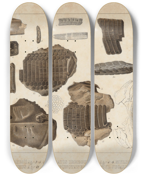 Triptych art skateboard deck of Louis Agassiz Recherches Sur Les Poissons Fossiles Pl335 by Louis Agassiz (1807-1873)