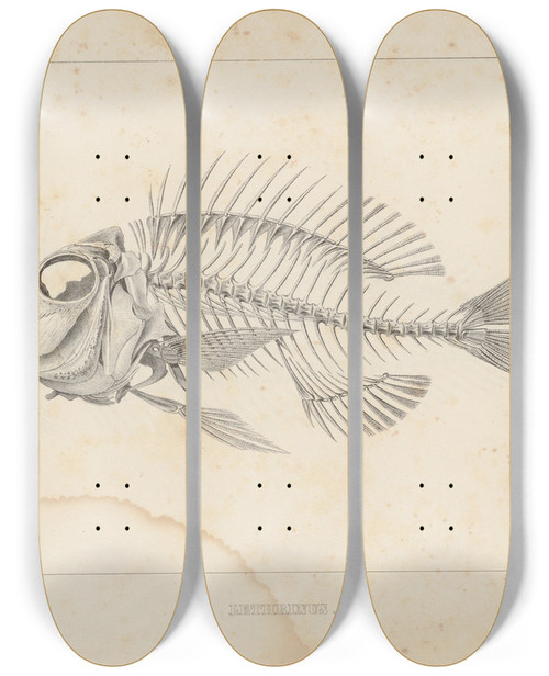 Triptych art skateboard deck of Louis Agassiz Recherches Sur Les Poissons Fossiles Pl339 by Louis Agassiz (1807-1873)