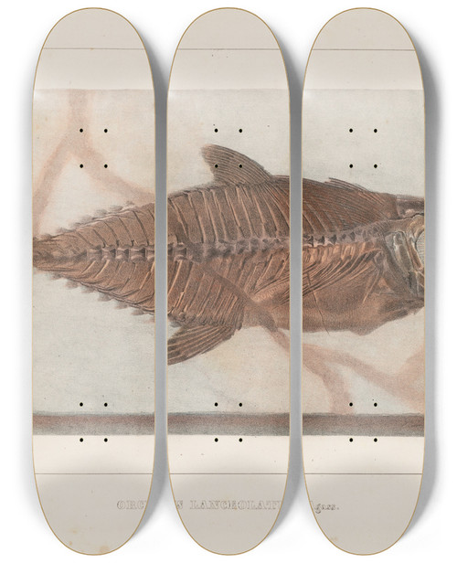 Triptych art skateboard deck of Louis Agassiz Recherches Sur Les Poissons Fossiles Pl038 by Louis Agassiz (1807-1873)