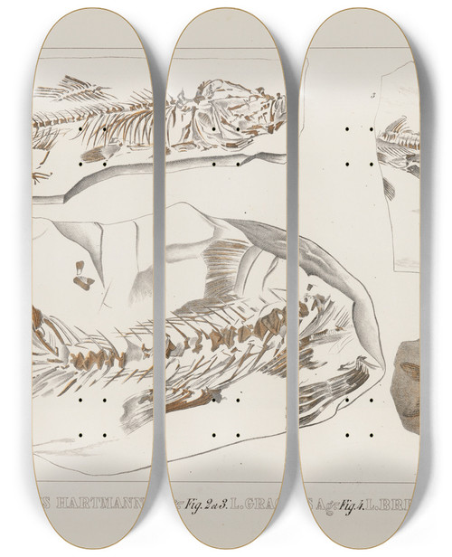 Triptych art skateboard deck of Louis Agassiz Recherches Sur Les Poissons Fossiles Pl075 by Louis Agassiz (1807-1873)