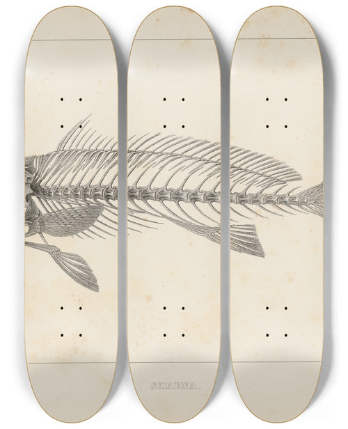 Triptych art skateboard deck of Louis Agassiz Recherches Sur Les Poissons Fossiles Pl345 by Louis Agassiz (1807-1873)