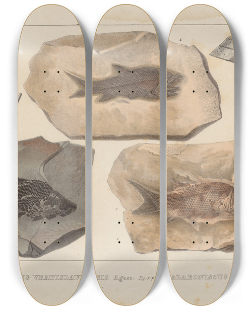 Triptych art skateboard deck of Louis Agassiz Recherches Sur Les Poissons Fossiles Pl135 by Louis Agassiz (1807-1873)