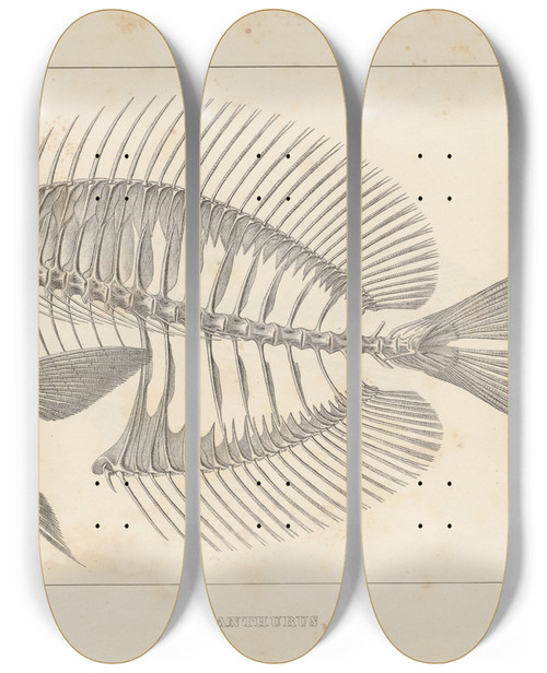 Triptych art skateboard deck of Louis Agassiz Recherches Sur Les Poissons Fossiles Pl344 by Louis Agassiz (1807-1873)