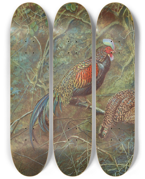Triptych art skateboard deck of George Edward Lodge Javan Junglefowl by George Edward Lodge (1860-1954)