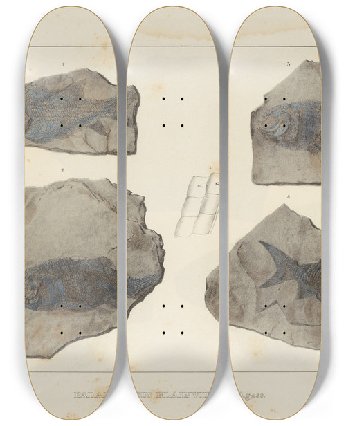 Triptych art skateboard deck of Louis Agassiz Recherches Sur Les Poissons Fossiles Pl130 by Louis Agassiz (1807-1873)