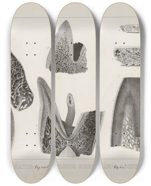 Triptych art skateboard deck of Louis Agassiz Recherches Sur Les Poissons Fossiles Pl266 by Louis Agassiz (1807-1873)