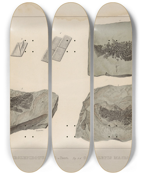 Triptych art skateboard deck of Louis Agassiz Recherches Sur Les Poissons Fossiles Pl124 by Louis Agassiz (1807-1873)