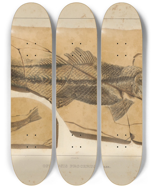 Triptych art skateboard deck of Louis Agassiz Recherches Sur Les Poissons Fossiles Pl204 by Louis Agassiz (1807-1873)